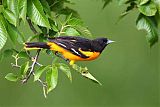 Baltimore Orioleborder=